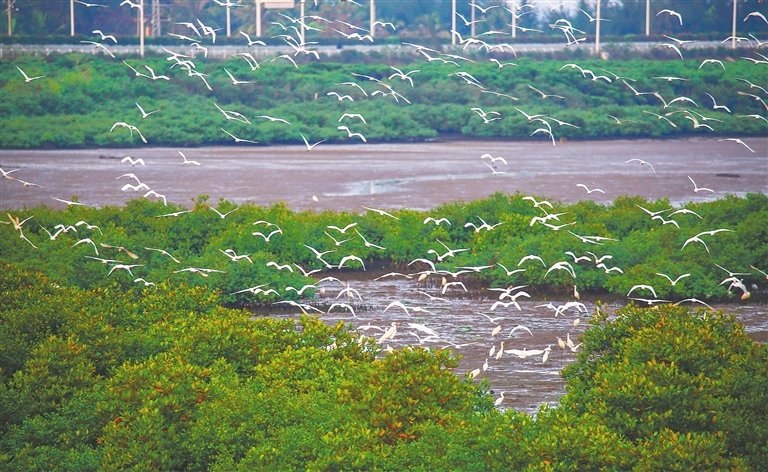 海口東寨港紅樹林濕地，白鷺翩翩起舞