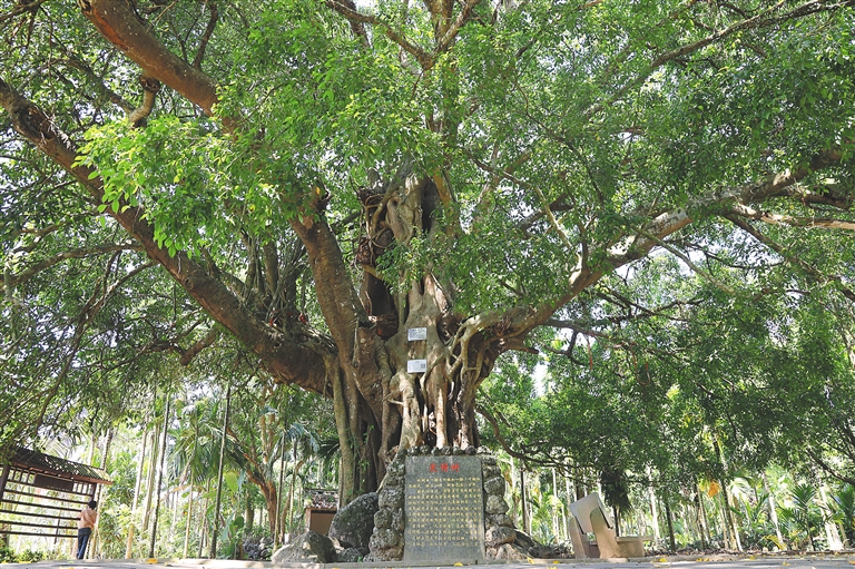 《南溟奇緣之愛情樹》上映帶火定安旅游