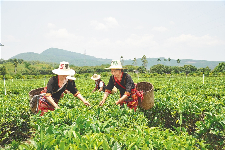 白沙依托生態優勢發展有機茶產業助推鄉村振興