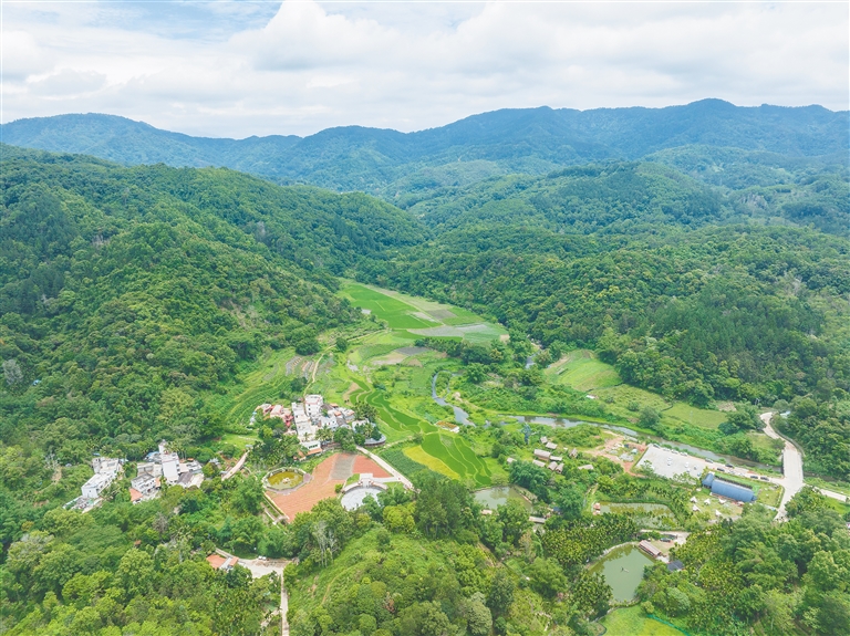青山引客來 茶鄉蘊新機