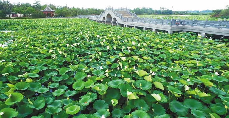 儋州東坡文化旅游區(qū)東坡塘，荷花滿塘開