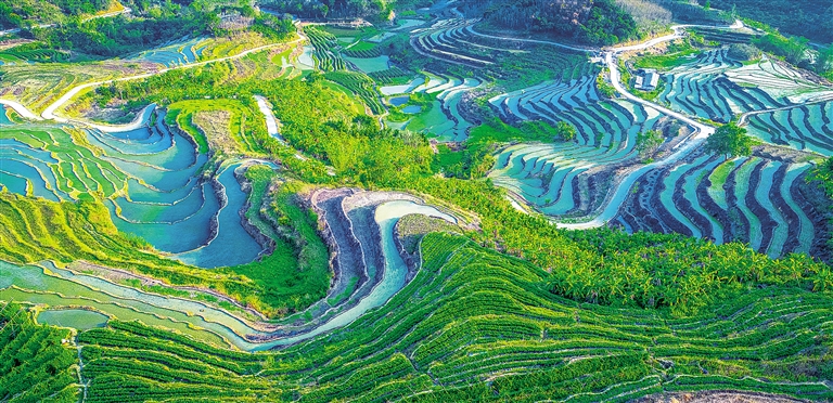 俯瞰下的五指山牙胡梯田色彩斑斕，氣勢恢宏
