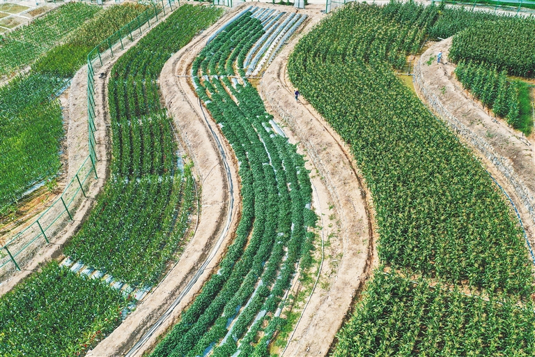 海南農墾企業多措并舉提升種業科研創新能力，培育瓜果新品種