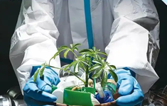 進境植物繁殖材料特許審批新模式